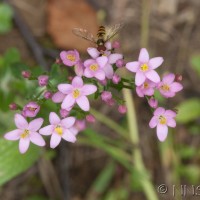 Common Centaury